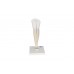 model dolnego ludzkiego kła, 2 części - 1000241 [d10/2] 3b scientific modele anatomiczne 4
